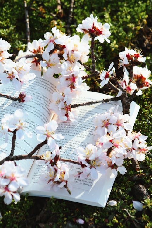 A book and some flowers on the grass