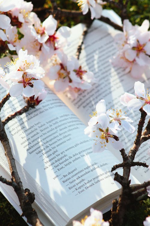 An open book with blossoming cherry trees on it