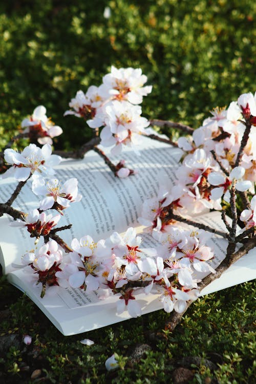 A book with a branch of flowers on it