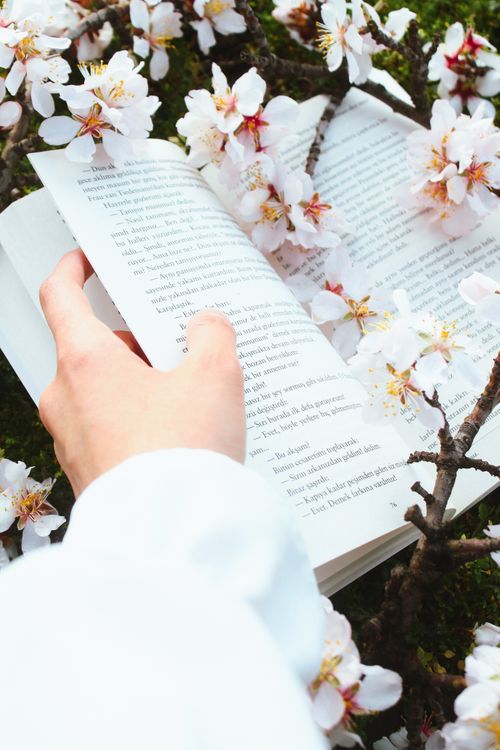 Free A hand holds an open book surrounded by blooming cherry blossoms, evoking a sense of spring serenity. Stock Photo