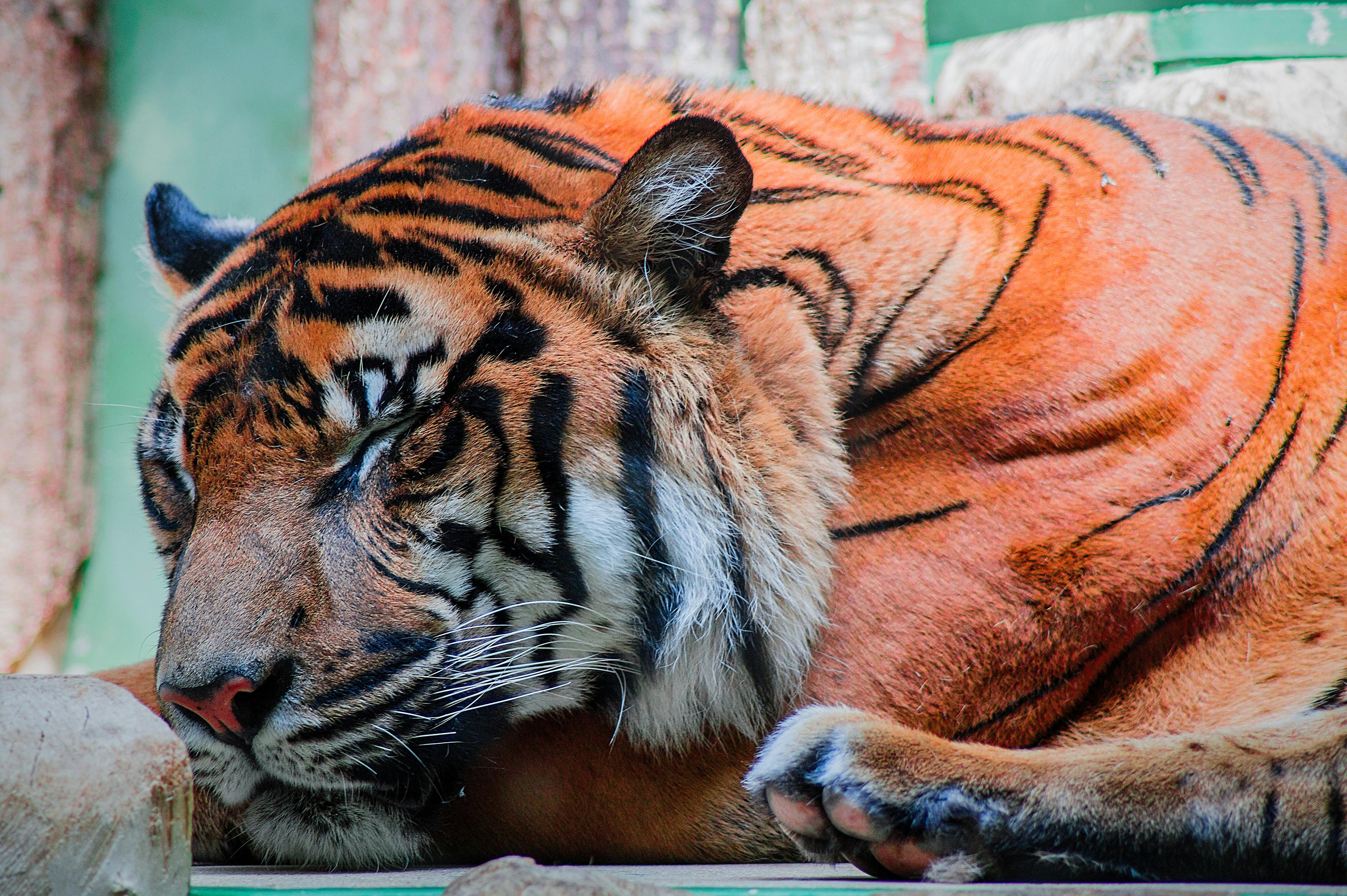 sleeping tiger