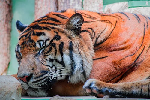 бесплатная Спящий тигр Стоковое фото