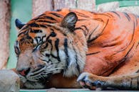 动物园环境中，一只和平睡眠的孟加拉虎肖像，身上布满充满活力的条纹