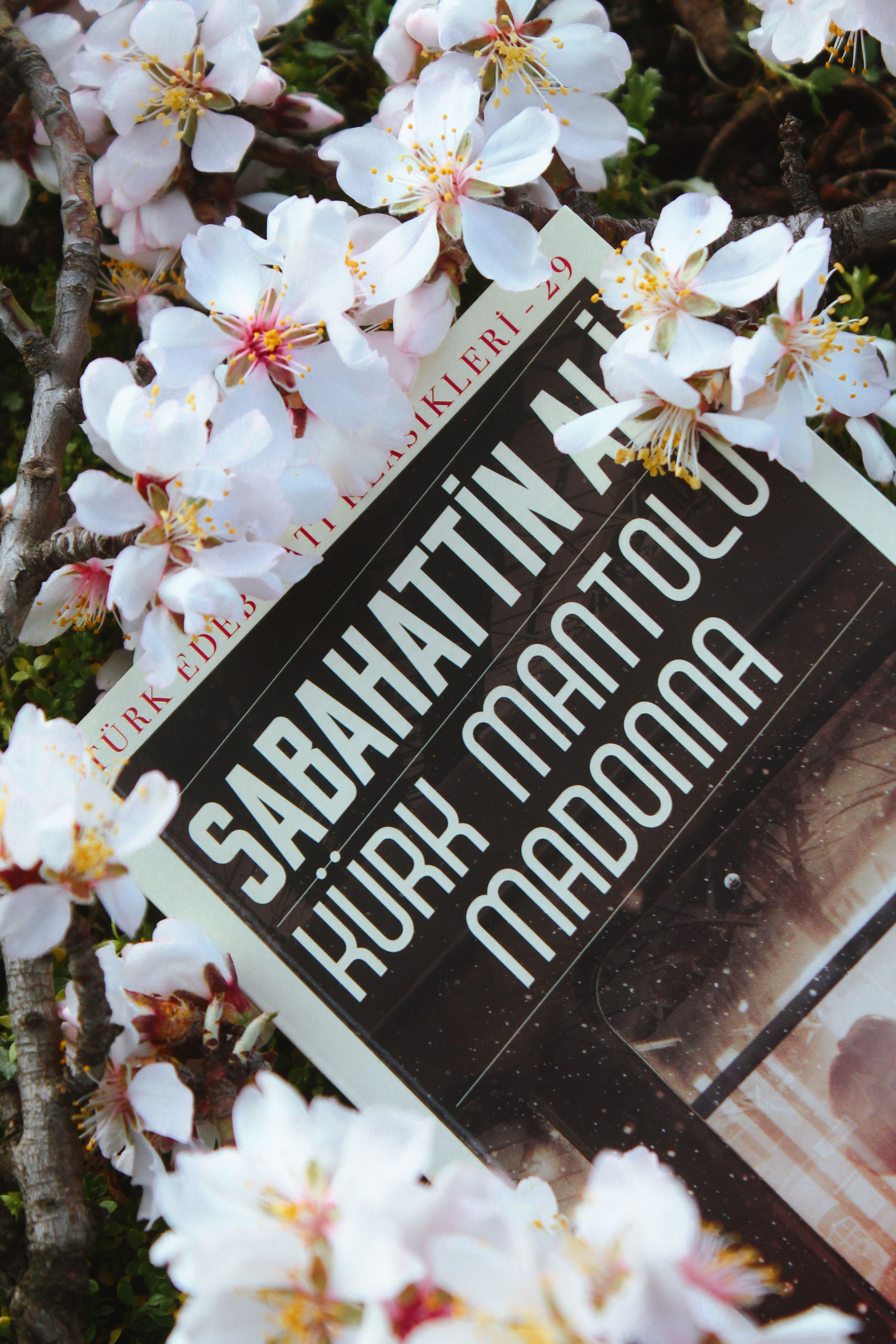 A book surrounded by cherry blossoms showcasing Turkish literature's iconic work.