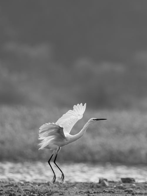 Kostnadsfri bild av djurfotografi, fågel, kran