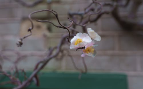 A small white flower is growing on a branch