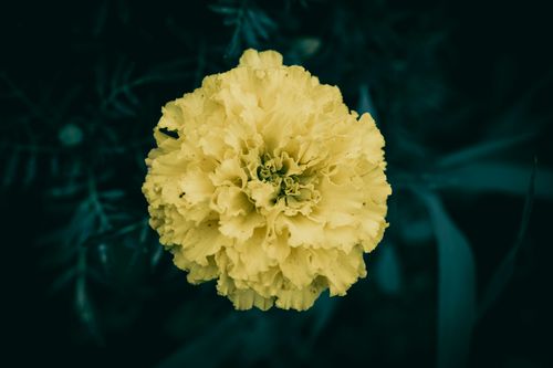 Free A close-up view of a vibrant yellow marigold flower in full bloom, highlighting its textured petals. Stock Photo