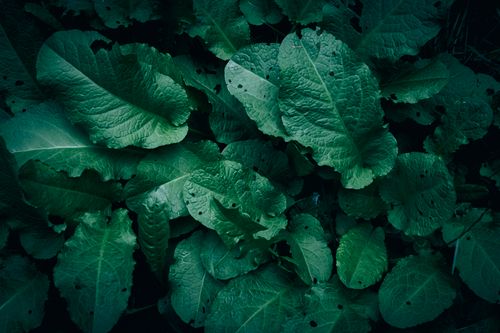 Free Vibrant green leaves with rich textures in a serene natural setting. Stock Photo