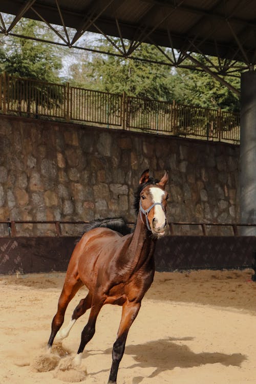 Fotos de stock gratuitas de caballo, corral, fondo de pantalla para el móvil