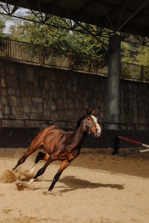 A horse running in an indoor arena