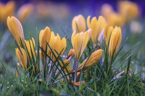 Free Bright yellow crocuses bloom in a lush green meadow, showcasing early spring beauty. Stock Photo