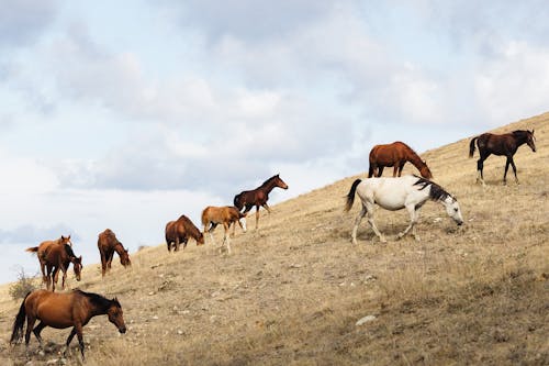 Безкоштовне стокове фото на тему «коні, луг, пасовище»