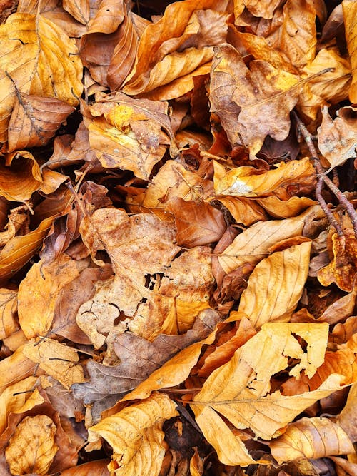 가을, 나뭇잎, 떨어지다의 무료 스톡 사진