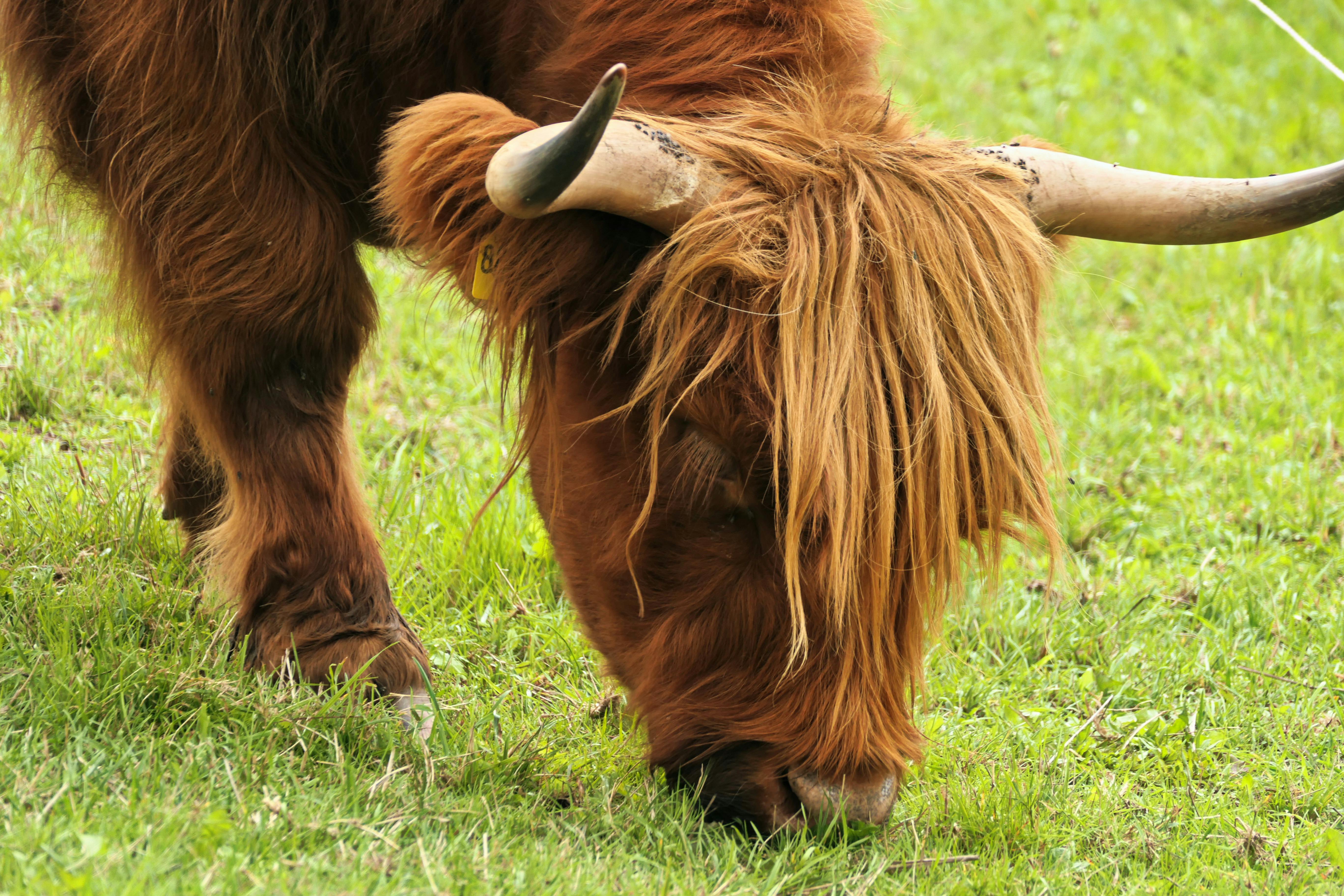 Gratuit Photos gratuites de agricole, agriculture, animal Photos