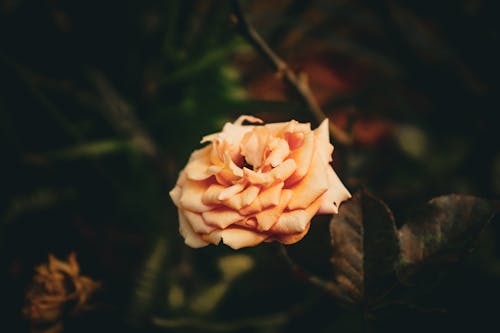 A single rose in the middle of a field