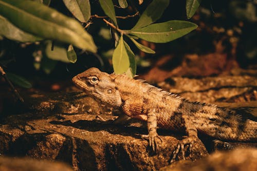 Kostnadsfri bild av agama, anläggning, djurfotografi