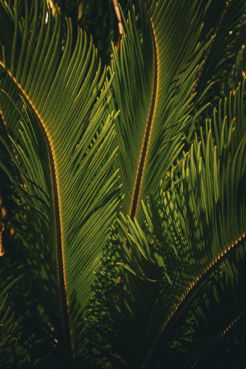 A close up of a palm leaf