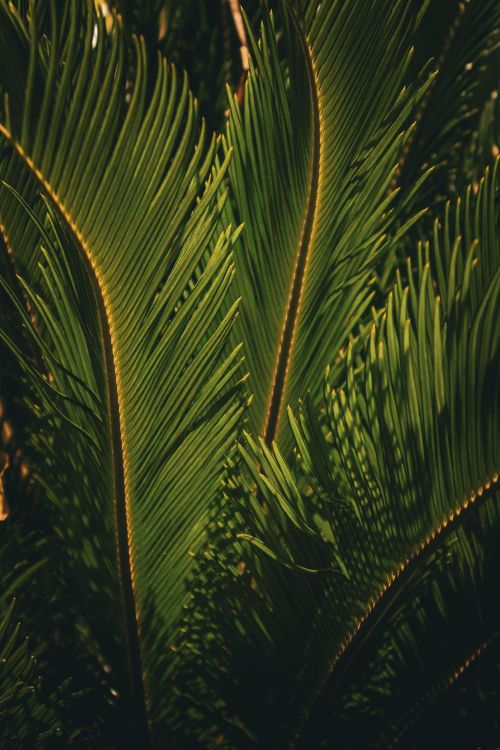 Free Detailed view of vibrant sago palm leaves with sharp fronds in natural light. Stock Photo