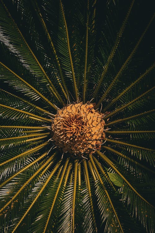 Core of Sago Palm