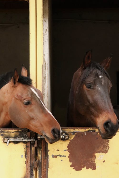 Two horses looking out of a stable door