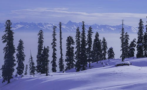 A snow covered mountain range with trees and snow