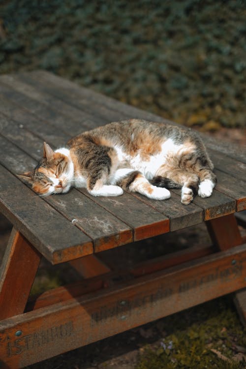 ネコ, ピクニック用のテーブル, ペットの無料の写真素材