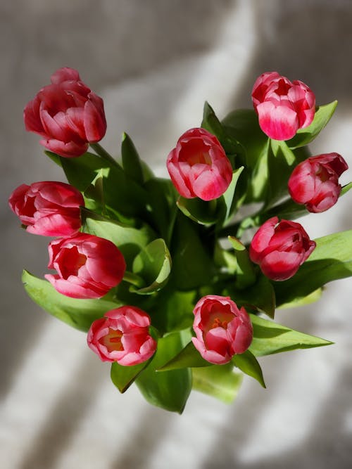 Hart Van Tulpen