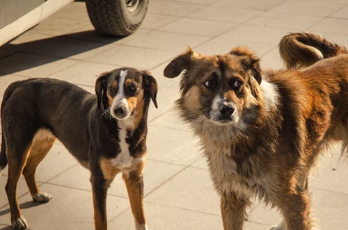 Free stock photo of dogs, looking