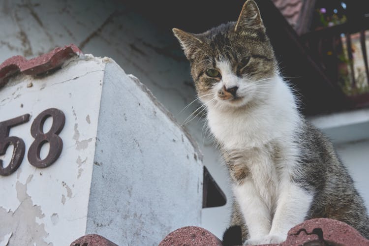 White And Gray Cat On Brown Roof