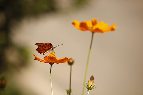 곤충, 꽃, 나비의 무료 스톡 사진