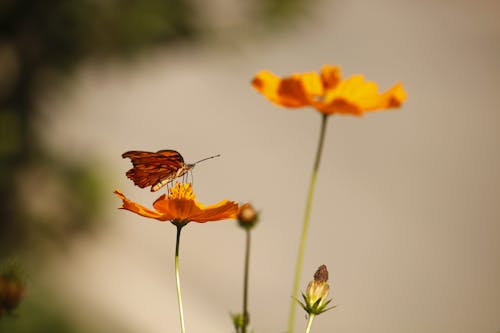 A butterfly on a flower