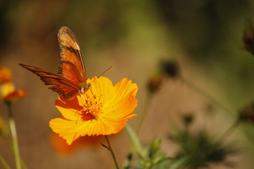 Immagine gratuita di farfalla, fiore, focus selettivo