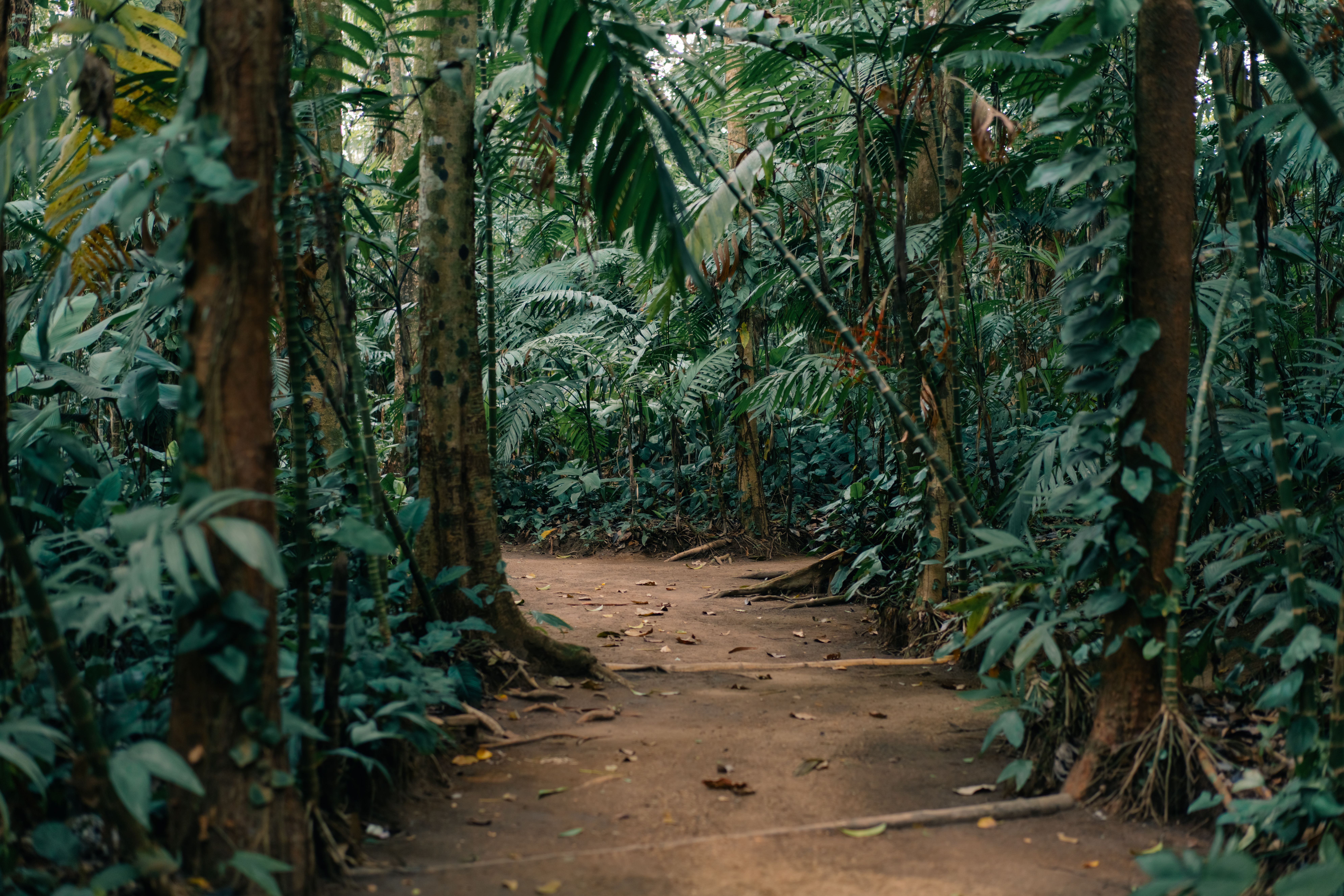 Travailler en Guyane : emploi et démarches