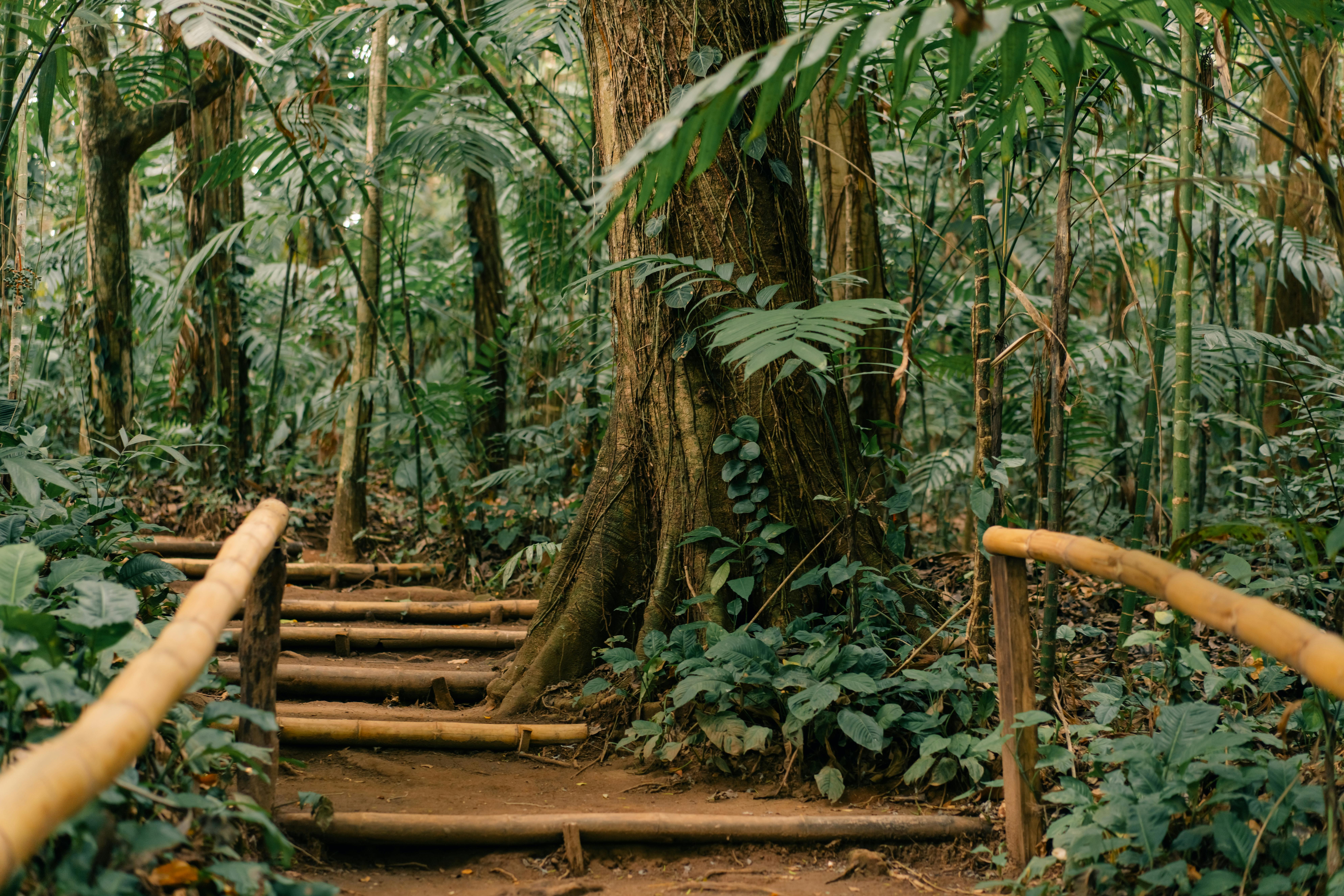 Explore a tranquil forest trail with bamboo railings surrounded by lush tropical vegetation.