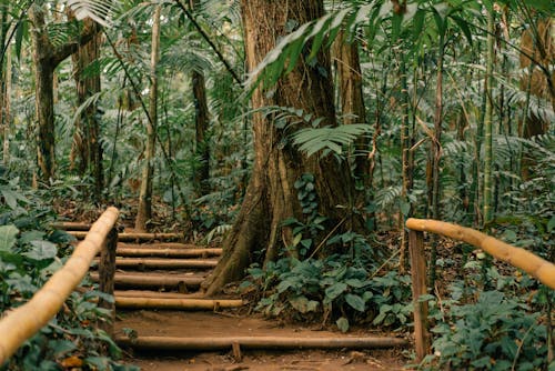 A wooden walkway in the middle of a jungle
