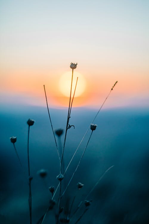 Photos gratuites de centrales, coucher de soleil, les herbes