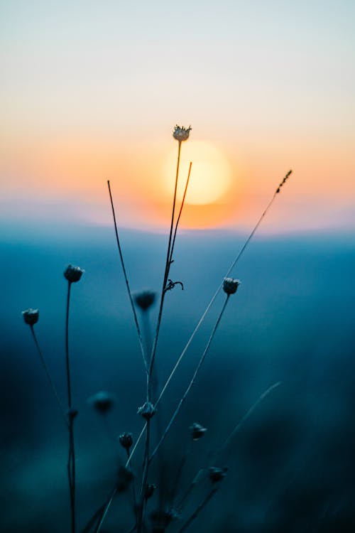 Foto d'estoc gratuïta de alba, flor, flor silvestre