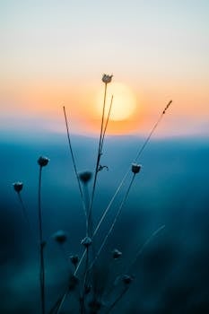 Peaceful sunrise with wildflowers silhouetted against a vibrant sky, capturing nature's beauty.