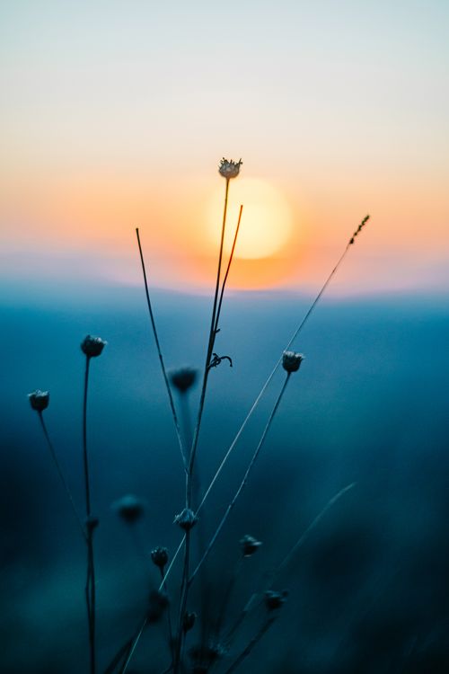 Free Peaceful sunrise with wildflowers silhouetted against a vibrant sky, capturing nature's beauty. Stock Photo