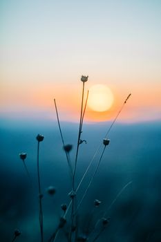 Capture of delicate wildflowers against a vibrant sunset backdrop.