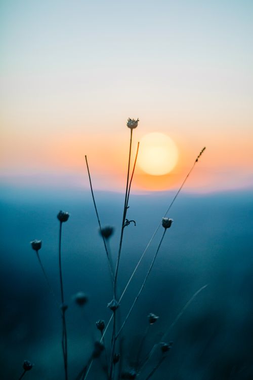 Free Capture of delicate wildflowers against a vibrant sunset backdrop. Stock Photo
