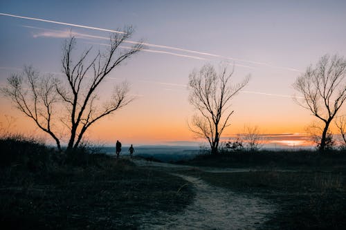 Gratis stockfoto met avond, bomen, dageraad