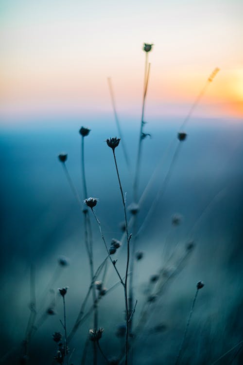 Foto d'estoc gratuïta de capvespre, enfocament selectiu, herbes