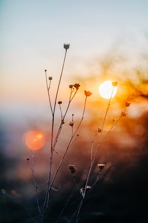 Sunset over the grass with some small plants