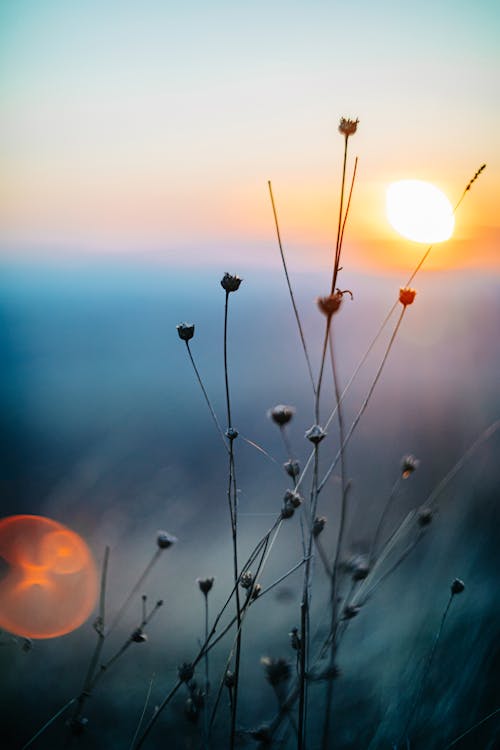 Photos gratuites de centrales, coucher de soleil, les herbes