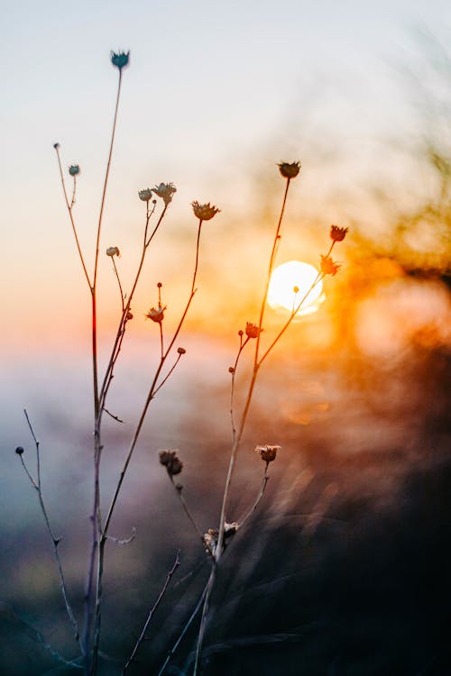 คลังภาพถ่ายฟรี ของ ซิลูเอตต์, ดอกไม้, ตะวันลับฟ้า