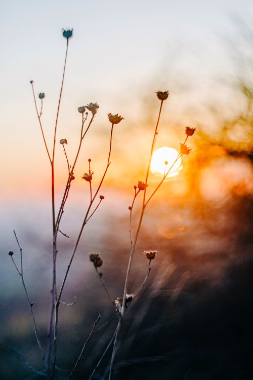 Free Delicate wildflowers silhouetted in sunset light, ideal for backgrounds and nature themes. Stock Photo