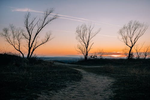 Foto profissional grátis de área, árvores, cair da noite