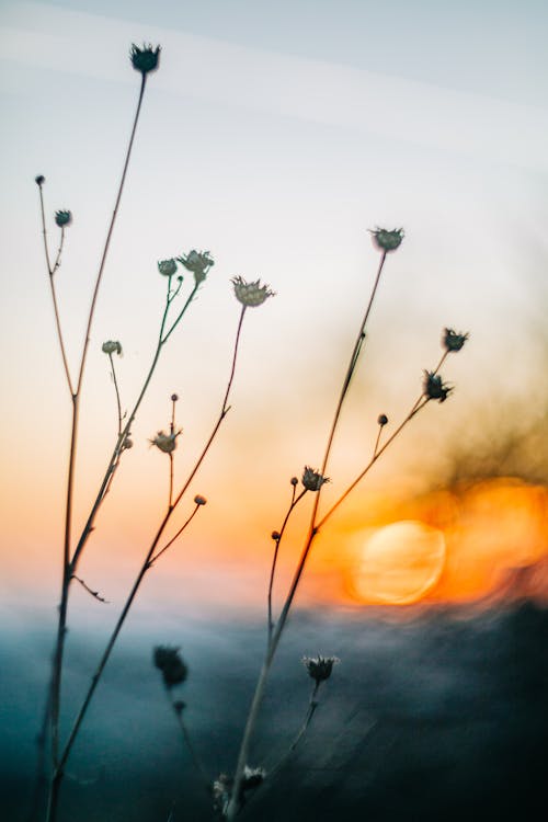 Gratis stockfoto met avond, bloemen, dageraad