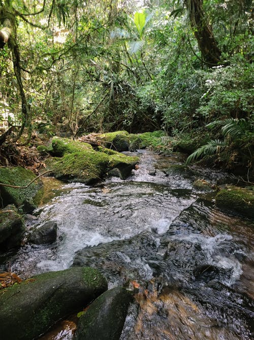 A stream in the rainforest with rocks and moss